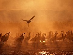 Mystical Bird, Sandhill Cranes